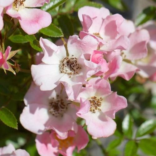 Gärtnerei - Rosa Nozomi™ - rosa - bodendecker rosen  - diskret duftend - Dr. Tōru Onodera - Einmal blühender, blassrosa Bodendecker mit einfachen Blüten.